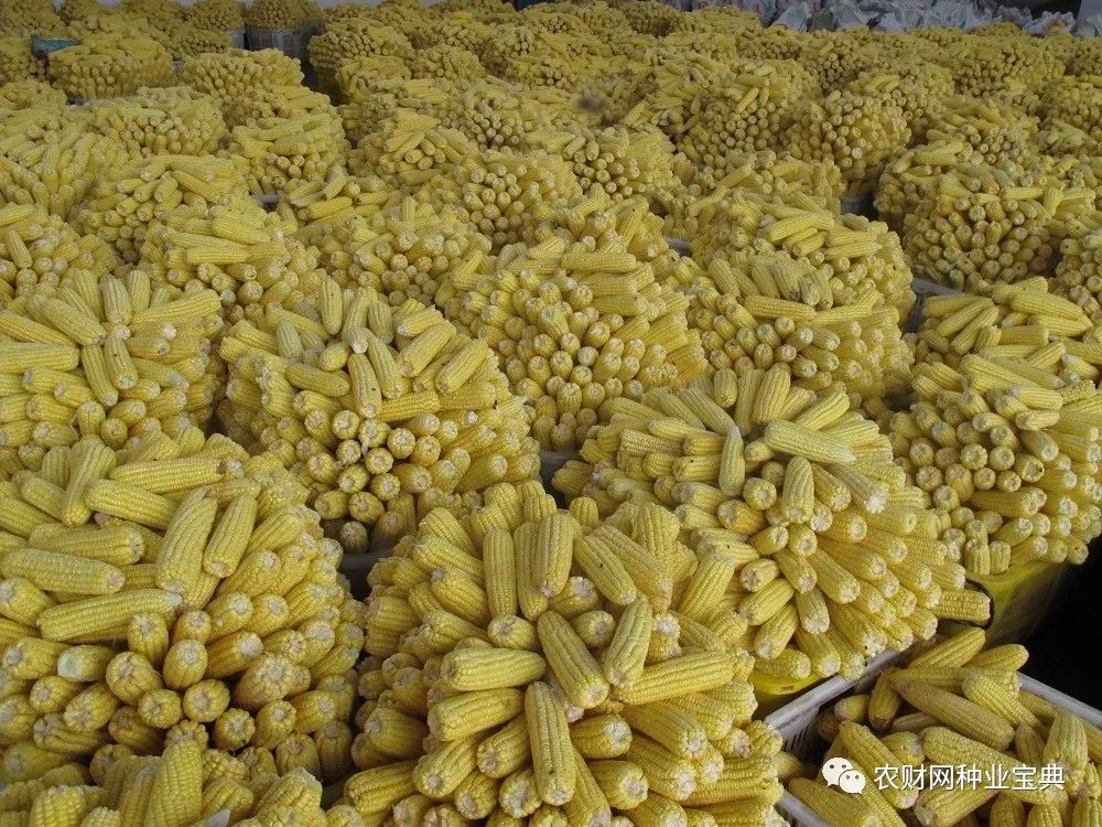 热带血缘鲜食玉米能否走向主流?(2018-6
